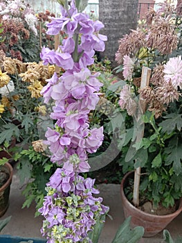 View of Orchidaceae flower in a flower Park of sarat sadan auditorium in Howrah India closed you Tekken early morning to describe photo