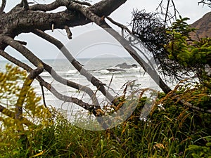 View of the Oregon Coast through the Trees