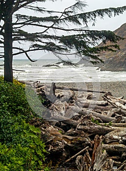 View of the Oregon Coast through the Trees