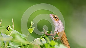 View of a oriental garden lizard in nature