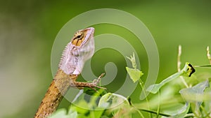 View of a oriental garden lizard in nature