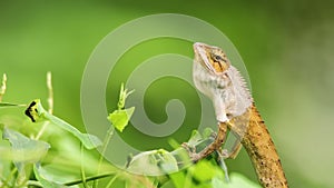 View of a oriental garden lizard in nature