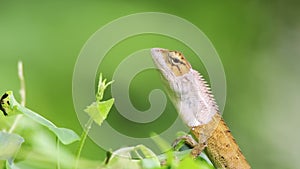 View of a oriental garden lizard in nature