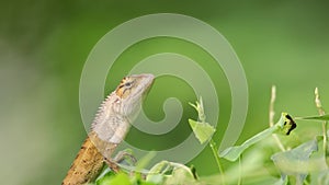 View of a oriental garden lizard in nature