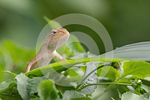 View of a oriental garden lizard in nature