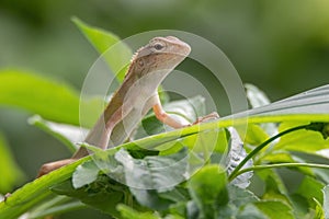 View of a oriental garden lizard in nature