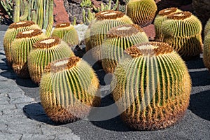 View of original cactus in canary islands Lanzarote