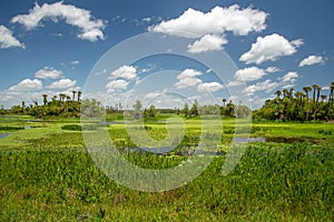 View of Orlando Wetlands Park