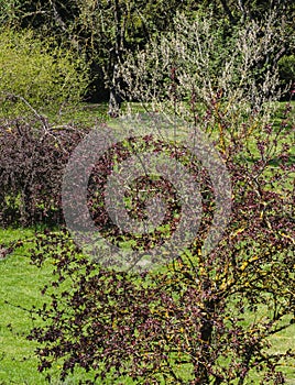 view of ornamental apple tree with red leaves and flowers