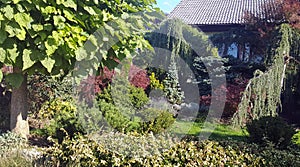 Ornamental garden planted with low-growing conifers and trees. photo