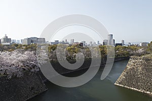 View of Osaka and canal from the castle during the cherry blossoms on a sunny day