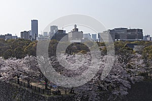 View of Osaka from the castle during the cherry blossoms on a sunny day