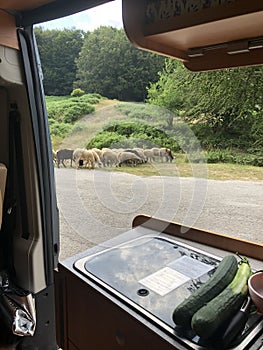 View out of a campervan to a sheep herd. Nomadlife and Vanlife ooncept.