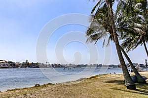 View out to paddleboarders with no clouds and palm tree in full sun with room for text photo