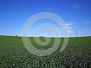 View over an agricultural field on distant trees and pylons of power lines