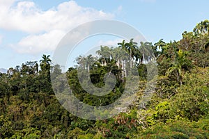 View over the Alejandro de Humboldt National Park region guantanamo cuba. UNESCO world heritage site