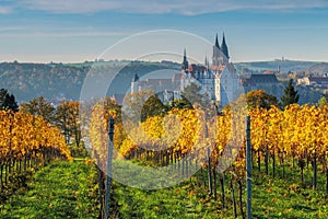 view over autumn vineyards to the city of Meissen in Saxony