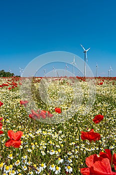 View over beautiful farm landscape with wheat field, poppies and chamomile flowers, wind turbines to produce green energy and