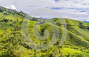 View over the beautiful green tea plantation in the Cameron Highlands in Brinchang, Malaysia