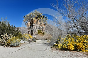 View over blooming at Anza Borrego Desert