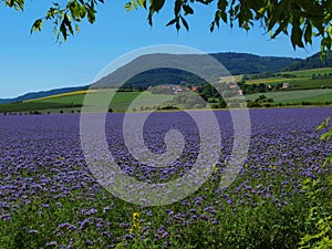 View over blue Purple Tansy field in countryside in hot summer day. Green blue purple flowers in blossom