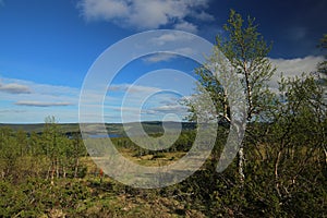 View over bogs near Bakvattnet in Sweden