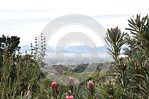 View over Cape Town from the Botanical Garden with many pink King Proteas in front in South Africa
