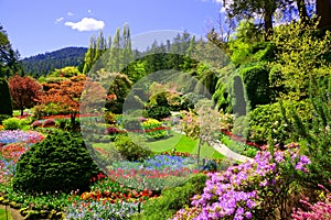 View over colorful flowers of a garden at springtime, Victoria, Canada