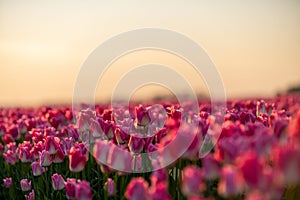 View over colorful tulips fields in the morning, Netherlands