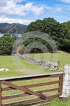 View over farm with dry stone wall and coastal pohutukawa trees to bay below