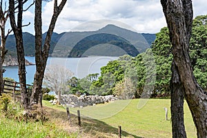 View over farm with dry stone wall and coastal pohutukawa trees to bay below