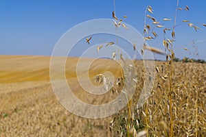 View over a farm field with cereal crop in summer