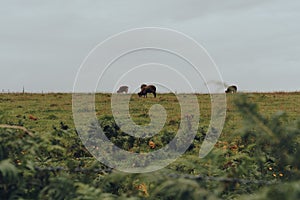 View over the fence of cows grazing in a field Mendip Hills, UK, selective focus