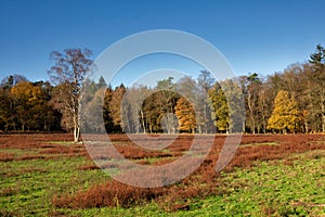 View over a field with autumn colours