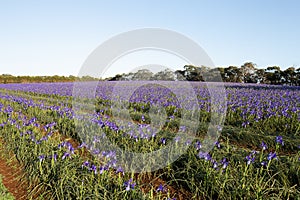 View over field of commercially grown purple iris plants