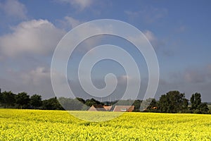 View over a field with rapeseed