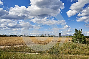 View over a field to the satellite city Gropiusstadt in Berlin