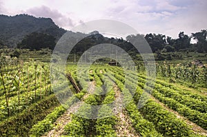 View over the fields in Bali