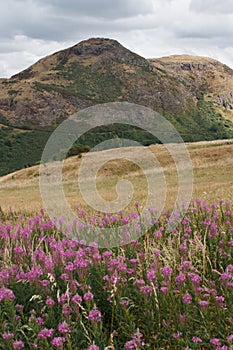 View over flowers at the Arthur's Seat in Edinburgh in Scotland