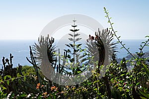 Funchal botanical garden wonderful vegetation, Atlantic Ocean water in background, Madeira island, Portugal.