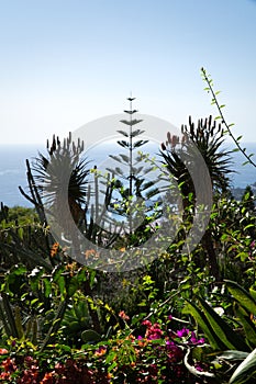 Funchal botanical garden wonderful vegetation, Atlantic Ocean water in background, Madeira island, Portugal.