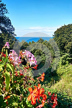 View over the geraniums to the Baltic Sea. In Lohme on the island of RÃ¼gen