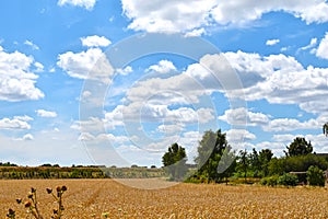 Golden grain fields to trees under a blue sky with white clouds