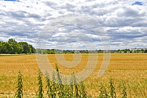 View over golden harvested fields to trees and buildings on the horizon under a blue and cloudy sky