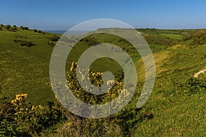 A view over gorse bushes of the longest dry valley in the UK on the South Downs near Brighton