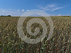 View over grain field with green and golden wheat plants (triticum aestivum) in summer near Abstatt, Germany.