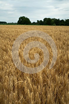 View over a grain field with ripe grain plants in rural area in late summer just before the harvest