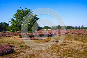 View over grass field with purple blooming heather erica flowers and isolated oak tree against blue sky - Loonse und Drunense