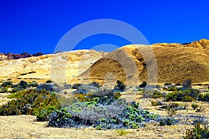 View over green and dry plants on yellow and brown bright hills against blue sky