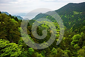 View over green forest with different coloring in Lushan National Park mountains Jiangxi China